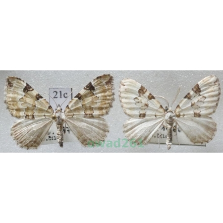 Colostygia pectinataria (Knoch, 1781) pair Czech21c